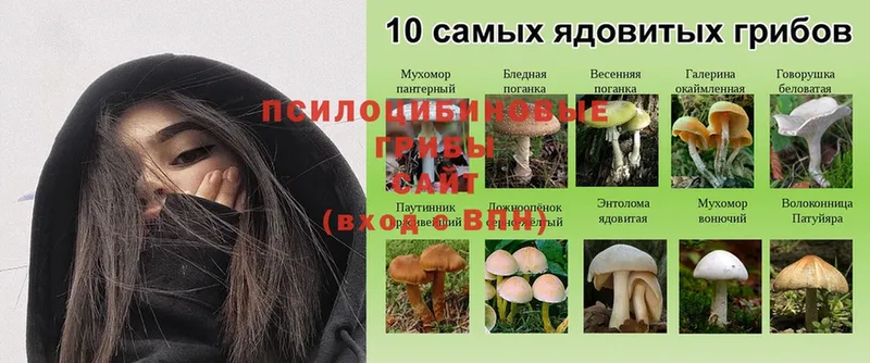 Галлюциногенные грибы Psilocybine cubensis  хочу наркоту  Солигалич 